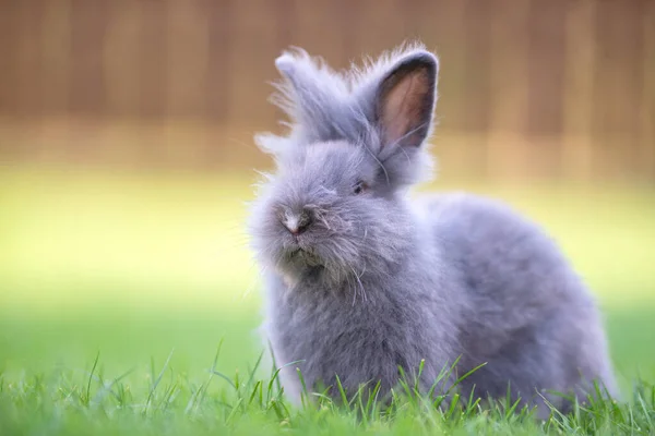 Милый Серый Пушистый Кролик Сидит Заднем Дворе Травы — стоковое фото
