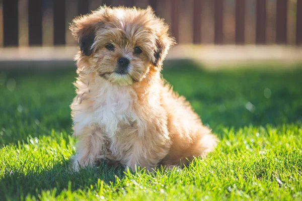 Portret Van Puppy Bichon Hond Outdoor — Stockfoto