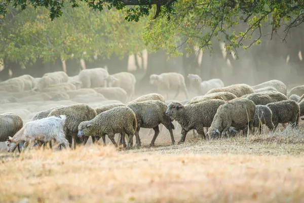 Flock Sheep Woods Summer Time — Stock Photo, Image