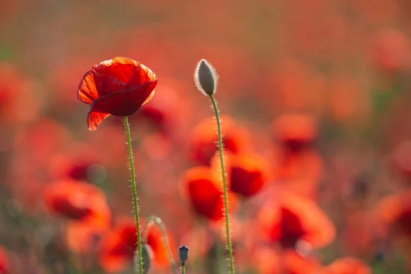 日没の赤いケシの花の牧草地 — ストック写真