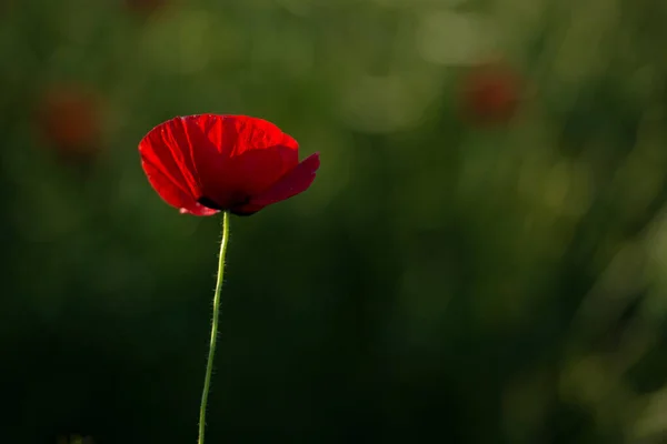 Poppy Fleur Papaver Rhoeas Coquelicot Avec Lumière — Photo