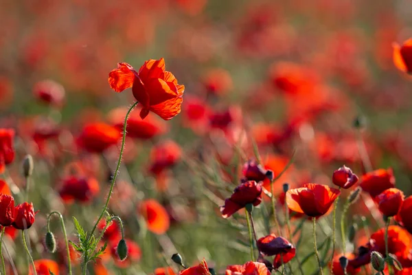 Red Poppy Flowers Meadow Sunset — 图库照片