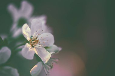 Doğanın arka planında çiçek ağacı.