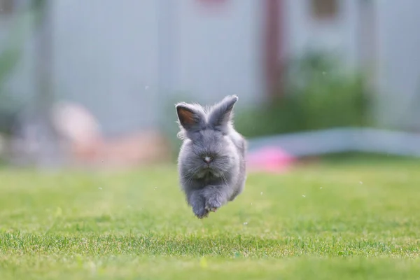 Cute Grey Fluffy Rabbit Running Grass Backyard — Stock Photo, Image