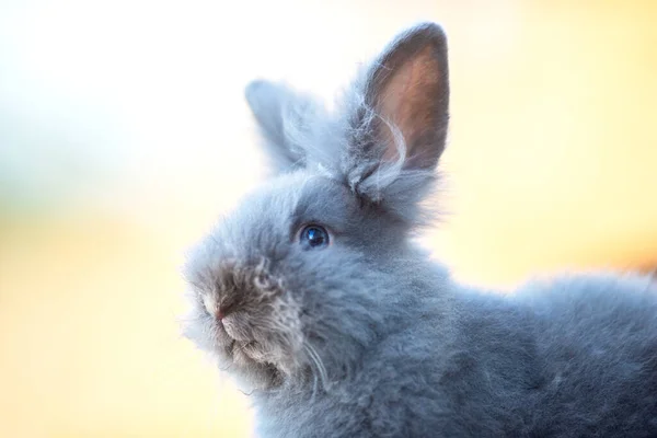 Niedliche Graue Flauschige Kaninchen Sitzen Auf Gras Hinterhof — Stockfoto