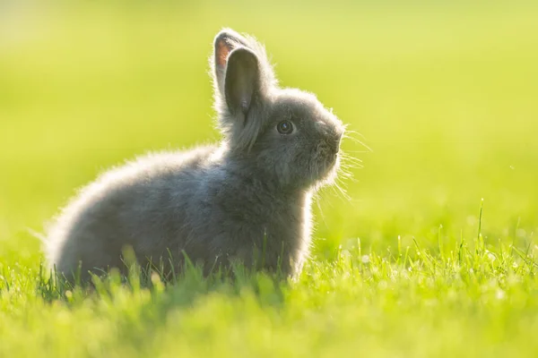 Lindo Conejo Gris Esponjoso Sentado Patio Trasero Hierba — Foto de Stock