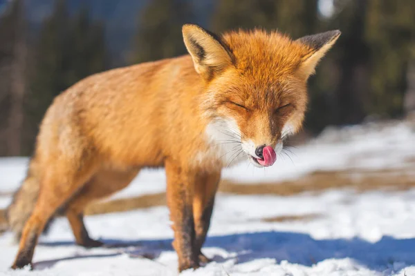 Fox Vista Frontal Paisagem Fria Inverno Lambendo Nariz Caminhando Lentamente — Fotografia de Stock