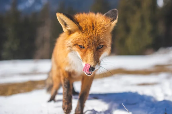 Fuchs Von Vorne Kalter Winterlandschaft Leckt Sich Die Nase Und — Stockfoto