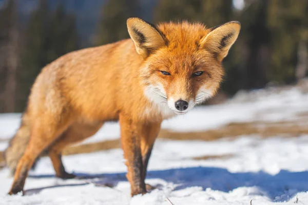 Retrato Raposa Vermelha Inverno — Fotografia de Stock