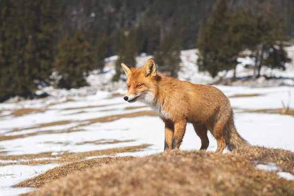 冬の肖像画赤狐 — ストック写真