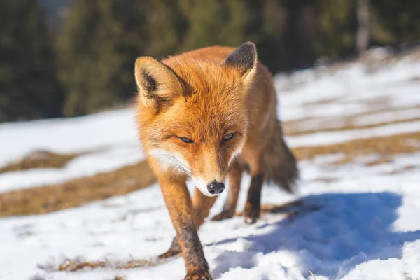 Retrato Raposa Vermelha Inverno — Fotografia de Stock
