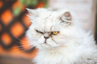 Beyaz İran kedisi portresi