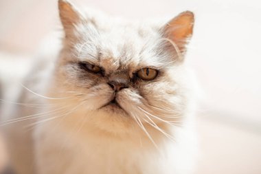 Beyaz İran kedisi portresi