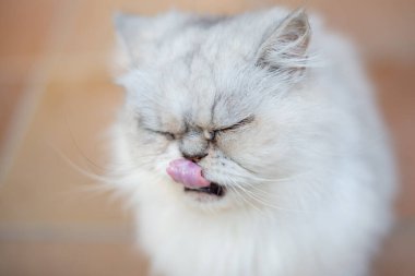 Beyaz İran kedisi portresi