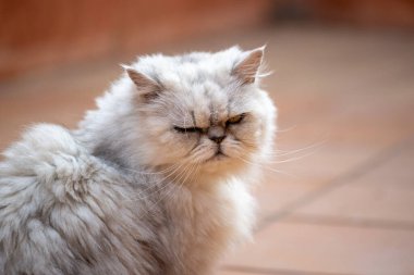 Beyaz İran kedisi portresi