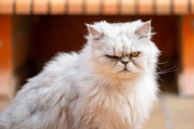 Beyaz İran kedisi portresi