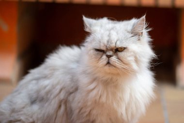 Beyaz İran kedisi portresi