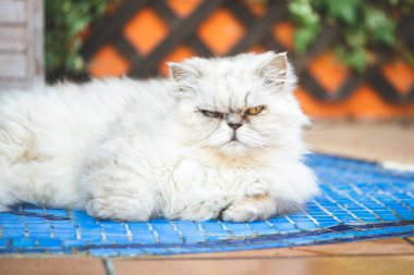 Beyaz İran kedisi portresi