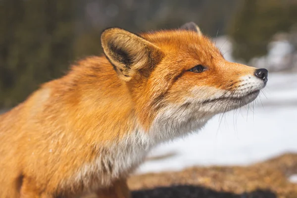 Kışın Kızıl Tilki Portresi — Stok fotoğraf