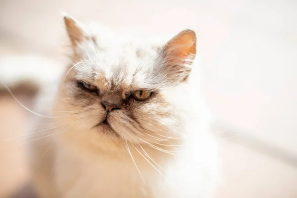 Portrét Bílé Perské Kočky Kráčející — Stock fotografie