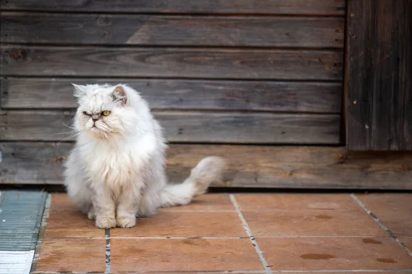 Ritratto Gatto Bianco Persiano Che Cammina — Foto Stock