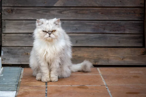 Портрет Белой Персидской Кошки — стоковое фото