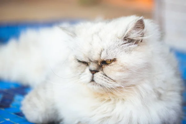 Portrét Bílé Perské Kočky Kráčející — Stock fotografie