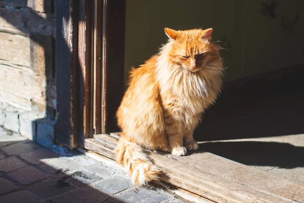 Bella Gatta Zenzero Alla Porta — Foto Stock