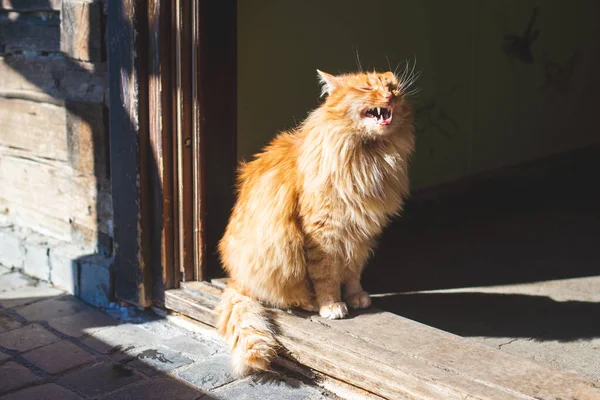 Bella Gatta Zenzero Alla Porta — Foto Stock