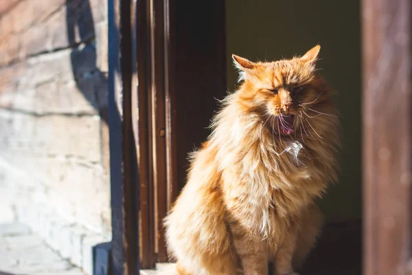 Krásná Zázvorová Kočka Dveří — Stock fotografie