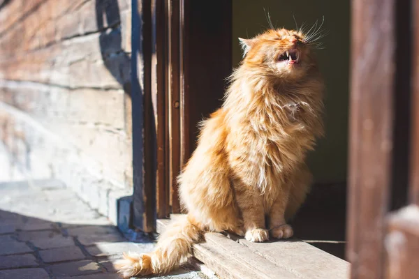 Krásná Zázvorová Kočka Dveří — Stock fotografie