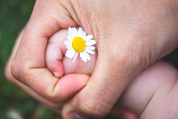 Mãe Mão Segure Mão Sua Filha Com Flor Amarela Nele — Fotografia de Stock