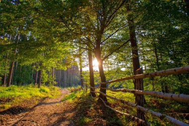 Orman sonbahar ışık
