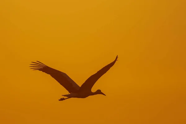 Voo Uma Bela Cegonha Fundo Céu Por Sol Noite — Fotografia de Stock