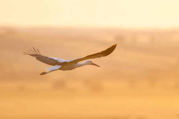 夕方の夕日の空を背景に美しいコウノトリの飛行 — ストック写真