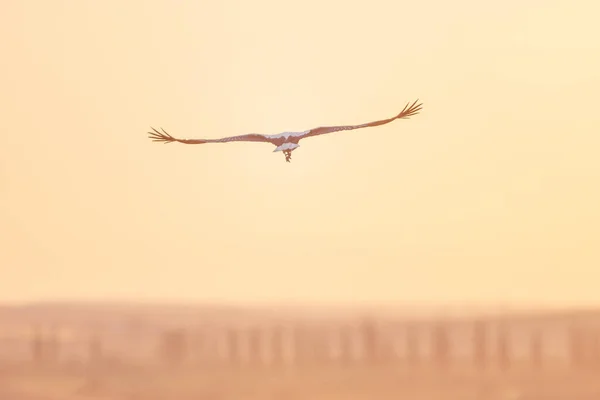 夕方の夕日の空を背景に美しいコウノトリの飛行 — ストック写真