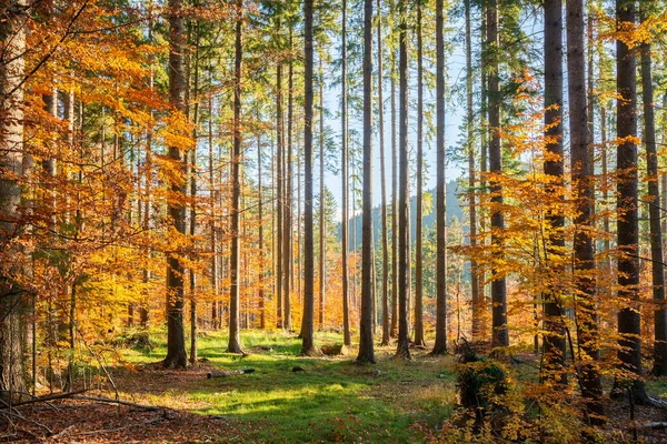 Les Podzimním Světle Ráno — Stock fotografie