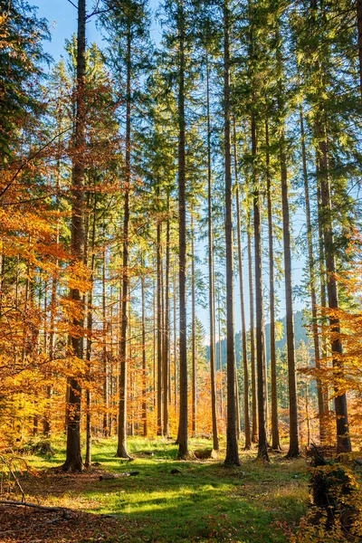 Foresta Autunno Luce Mattino — Foto Stock