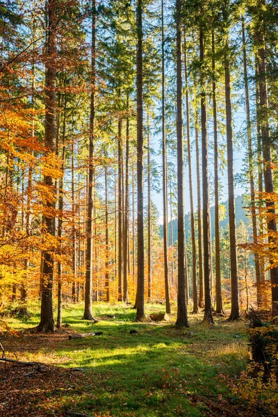 Foresta Autunno Luce Mattino — Foto Stock