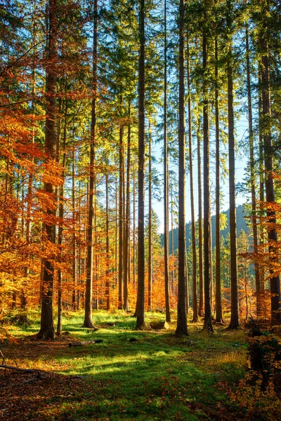 Erdőben Ősszel Fény Reggel — Stock Fotó