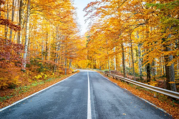 Straße Mitten Wald Der Herbstsaison — Stockfoto