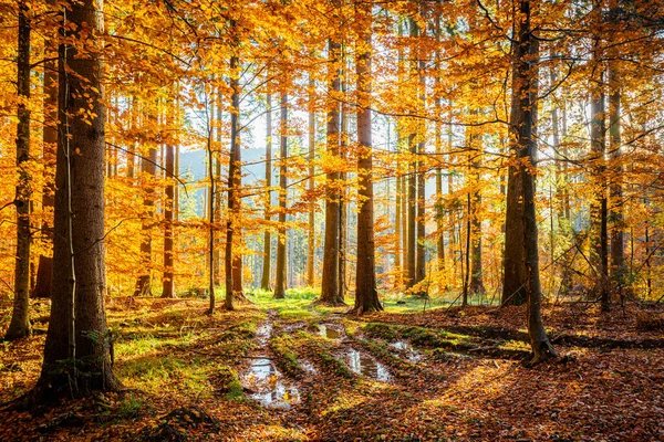 Δάσος Φθινόπωρο Φως Πρωί — Φωτογραφία Αρχείου