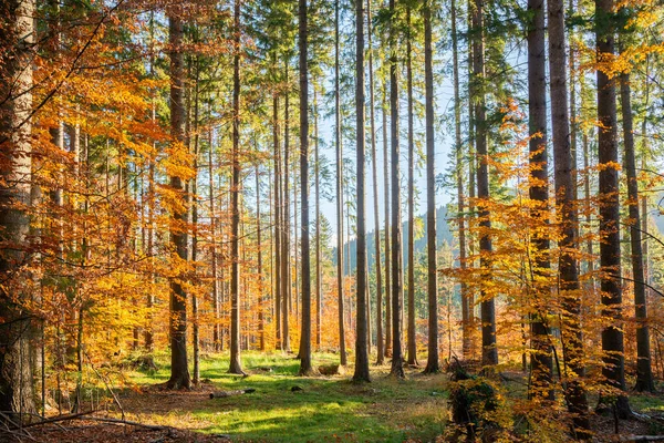 Forêt Lumière Automne Matin — Photo