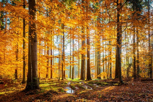 Δάσος Φθινόπωρο Φως Πρωί — Φωτογραφία Αρχείου