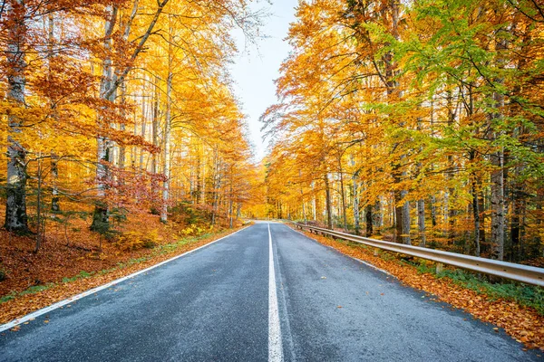 Straße Mitten Wald Der Herbstsaison — Stockfoto