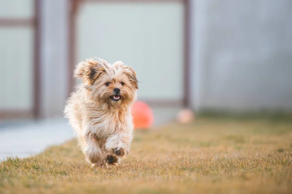 Playful Havanese Puppy Dog Running Camera Yard — Stock Photo, Image