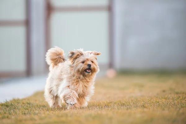 Brincalhão Cachorro Havanese Cão Está Correndo Direção Câmera Quintal — Fotografia de Stock