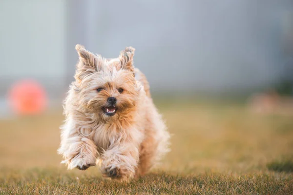 Brincalhão Cachorro Havanese Cão Está Correndo Direção Câmera Quintal — Fotografia de Stock