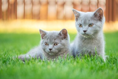 Otların arasında sevimli küçük bir kedi. İskoç düz kedicik.