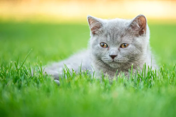 Cute Little Cat Outdoor Grass Scottish Straight Kitty — Stock Photo, Image